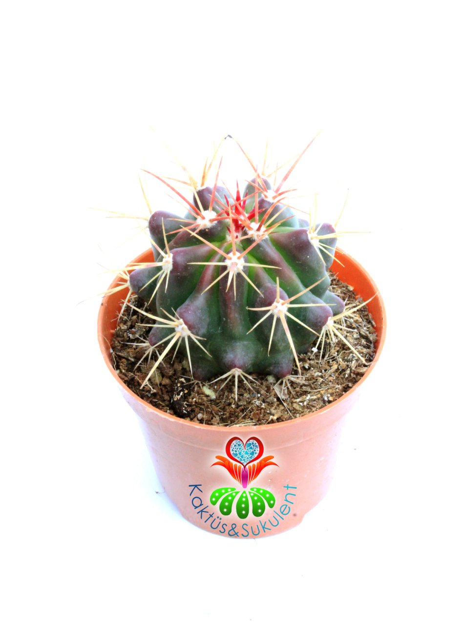Ferocactus Diguetii -Fuşya Renk Çiçek Açar Mor Renk Dikenli- 8,5 cm saksıda-Sukulent
