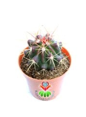 Ferocactus Diguetii -Fuşya Renk Çiçek Açar Mor Renk Dikenli- 8,5 cm saksıda-Sukulent
