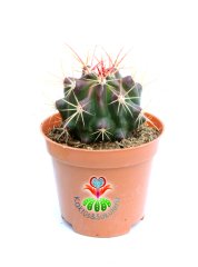 Ferocactus Diguetii -Fuşya Renk Çiçek Açar Mor Renk Dikenli- 8,5 cm saksıda-Sukulent