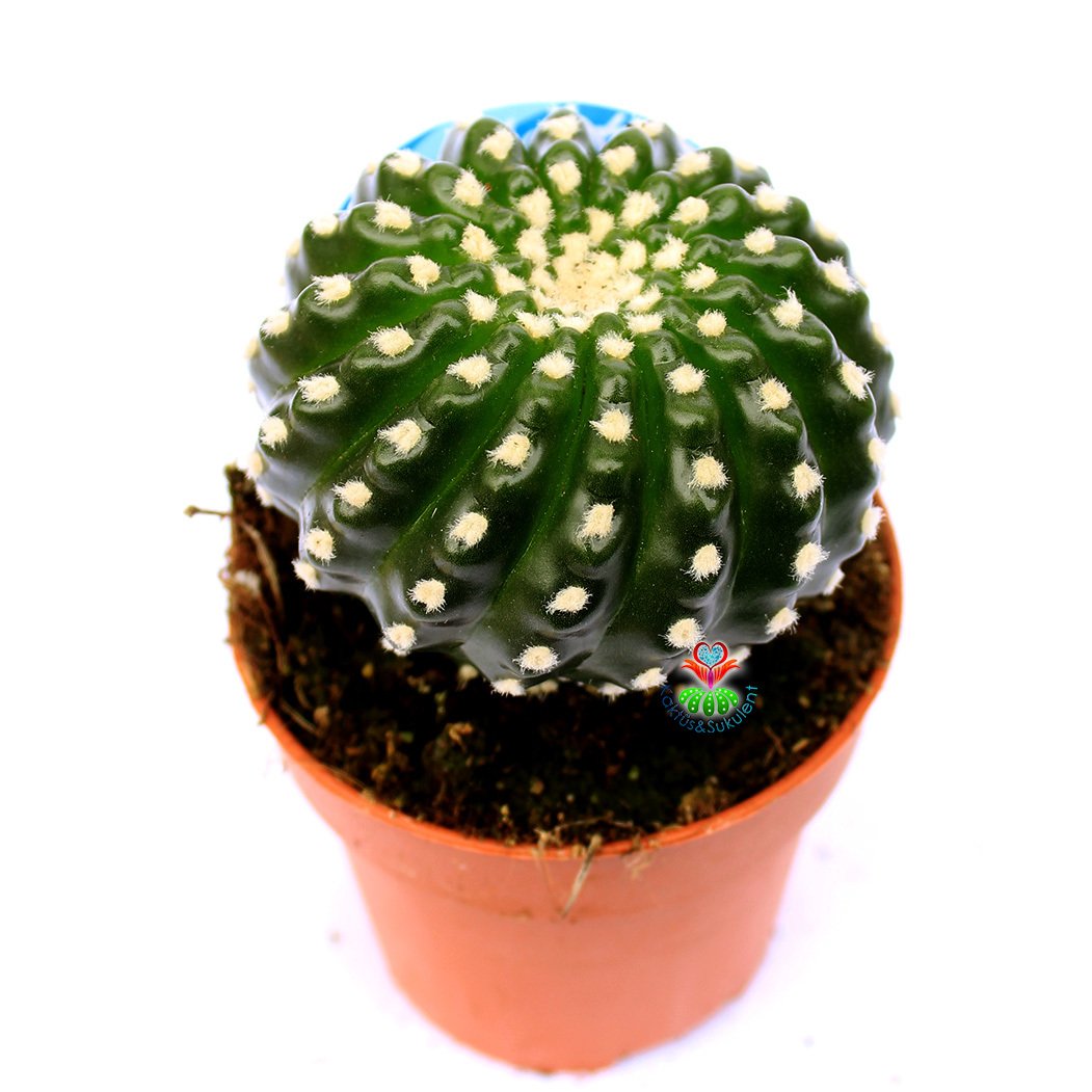 Notocactus Uebelmannianus f. Inermis-Dikensiz Pamuklu Özel Tür Kaktüs 8,5 cm Saksı Dolusu