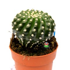 Notocactus Uebelmannianus f. Inermis-Dikensiz Pamuklu Özel Tür Kaktüs 8,5 cm Saksı Dolusu