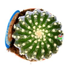 Notocactus Uebelmannianus f. Inermis-Dikensiz Pamuklu Özel Tür Kaktüs 8,5 cm Saksı Dolusu