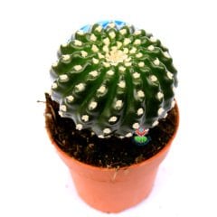 Notocactus Uebelmannianus f. Inermis-Dikensiz Pamuklu Özel Tür Kaktüs 8,5 cm Saksı Dolusu