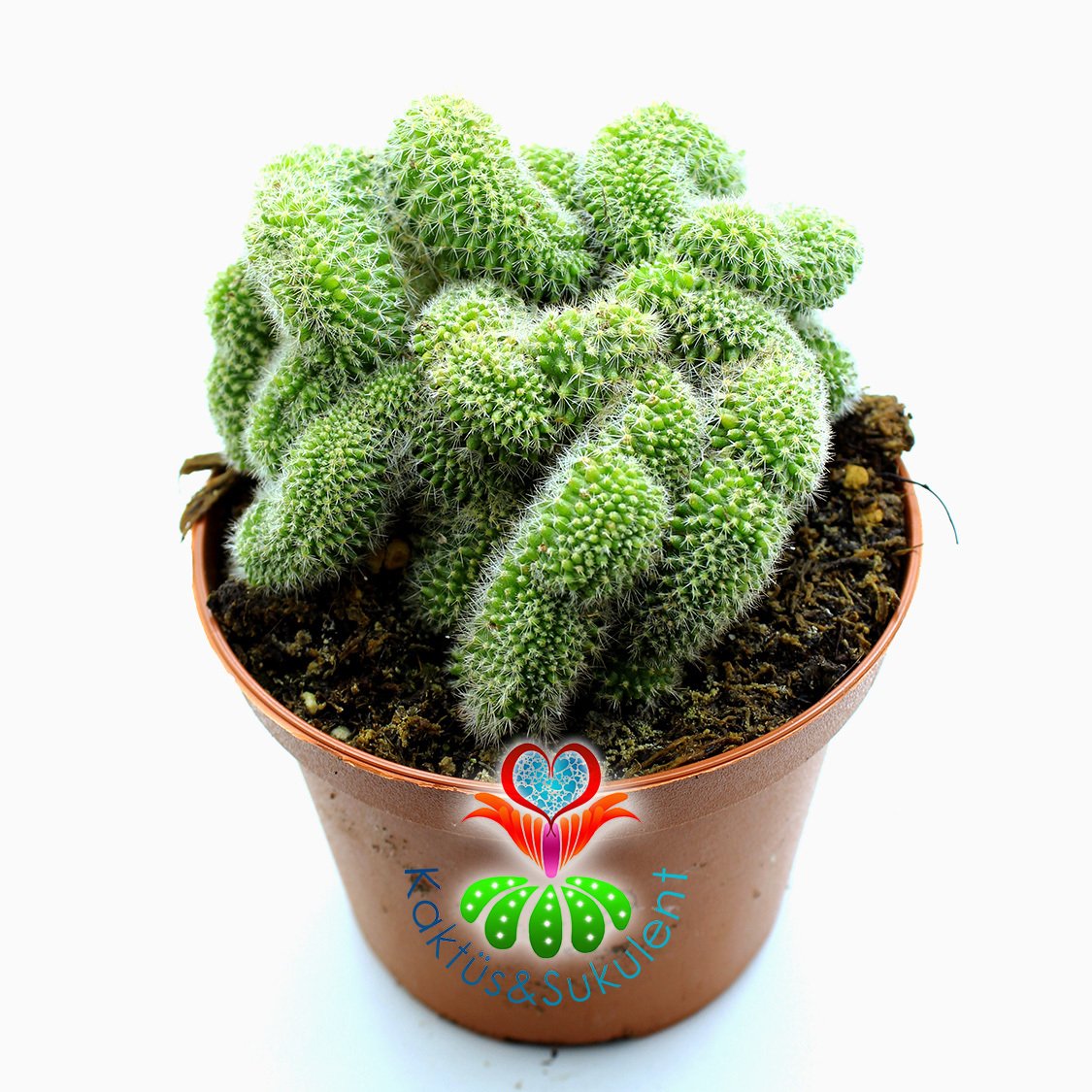 Beyin Kaktus, Mammillaria Pilcayensis Cristata -Kıvrımlı Form -10,5 cm saksıda-Büyük Boy