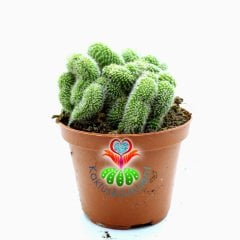 Beyin Kaktus, Mammillaria Pilcayensis Cristata -Kıvrımlı Form -10,5 cm saksıda-Büyük Boy