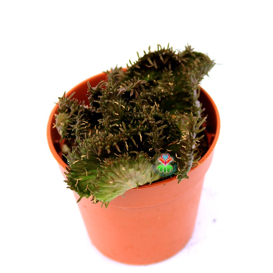 Opuntia Subulata f. Cristata-Kıvrımlı Formda Yumuşak Dokulu Kaktüs-5,5 cm Saksıda