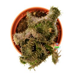 Opuntia Subulata f. Cristata-Kıvrımlı Formda Yumuşak Dokulu Kaktüs-5,5 cm Saksıda