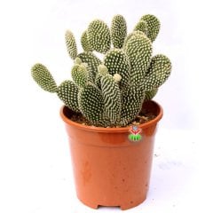 Dev Tavşan Kaktüs,Opuntia Microdasys Albata-Beyaz Renk Dikenli-17 cm Saksıda