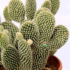 Dev Tavşan Kaktüs,Opuntia Microdasys Albata-Beyaz Renk Dikenli-17 cm Saksıda