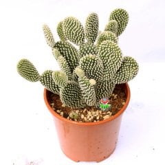 Dev Tavşan Kaktüs,Opuntia Microdasys Albata-Beyaz Renk Dikenli-17 cm Saksıda