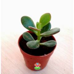 Feng Shui, Crassula Ovata -Küçük Yapraklı Para Ağacı,Şans,Uğur Ağacı 5,5 cm saksıda-Jade Plant, Suku