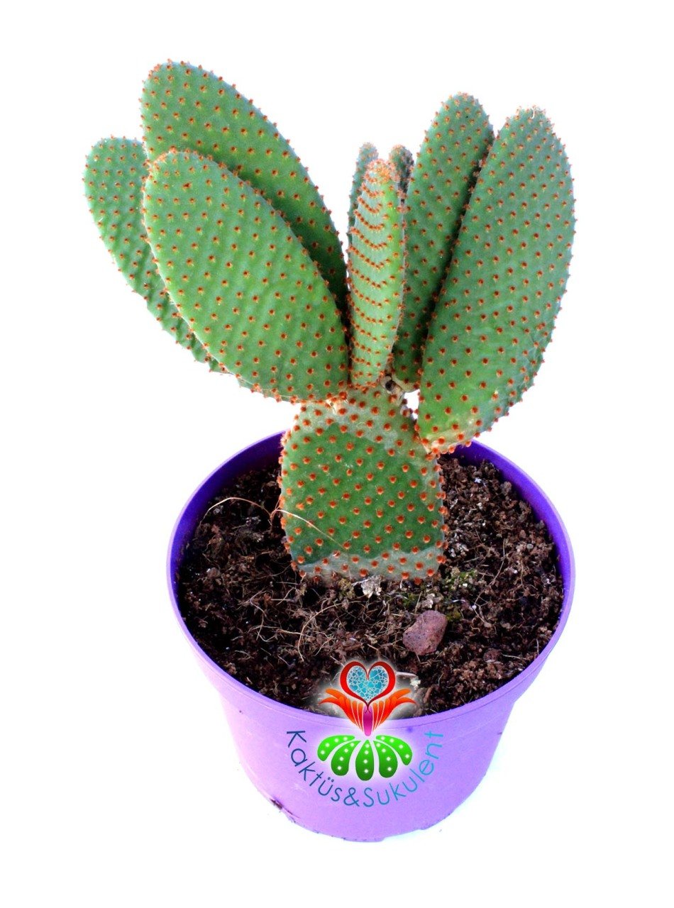 Dev Tavşan Kaktüs,Opuntia Microdasys Rufida-Bronz Renk Dikenli-15 cm Saksıda