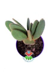 Dev Tavşan Kaktüs,Opuntia Microdasys Rufida-Bronz Renk Dikenli-15 cm Saksıda
