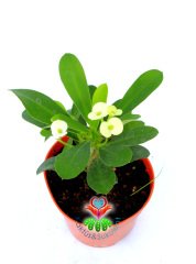 Sukulent,Euphorbia Milii Beyaz Renk Çiçek 8 cm Saksıda-Çok Nadir-Çiçeği Üzerinde,Bezsiz Doğal Köklü