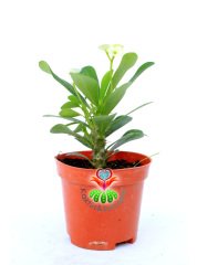 Sukulent,Euphorbia Milii Beyaz Renk Çiçek 8 cm Saksıda-Çok Nadir-Çiçeği Üzerinde,Bezsiz Doğal Köklü