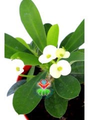 Sukulent,Euphorbia Milii Beyaz Renk Çiçek 8 cm Saksıda-Çok Nadir-Çiçeği Üzerinde,Bezsiz Doğal Köklü