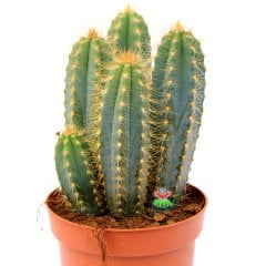 Pilosocereus Pachycladus-Doğal Mavi Renk Sütun Kaktüs 15cm Uzunluk-12 cm Saksıda