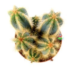 Pilosocereus Pachycladus-Doğal Mavi Renk Sütun Kaktüs 15cm Uzunluk-12 cm Saksıda