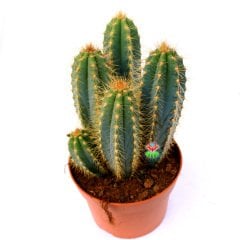 Pilosocereus Pachycladus-Doğal Mavi Renk Sütun Kaktüs 15cm Uzunluk-12 cm Saksıda