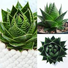Sukulent,Aloe Vera Cosmo® 'Green Pearl' Mükemmel Form 8,5 cm saksıda-Kaktüs,Çiçek,Nadir Tür