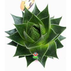 Sukulent,Aloe Vera Cosmo® 'Green Pearl' Mükemmel Form 8,5 cm saksıda-Kaktüs,Çiçek,Nadir Tür
