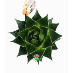 Sukulent,Aloe Vera Cosmo® 'Green Pearl' Mükemmel Form 8,5 cm saksıda-Kaktüs,Çiçek,Nadir Tür