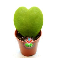 Kalp Sukulent, Hoya Kerrii - 5,5 cm Saksıda-Mum Çiçeği-14 Şubat Mis Kokulu Çiçek Açar-Saksıda Yaşayan Kalp 14 Şubat Sevgiliye Özel