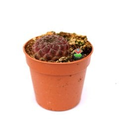 Sulcorebutia Rauschii Violet-Doğal Pembe Renk Kaktüs-5,5 cm Saksıda