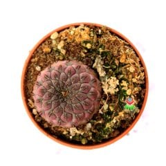 Sulcorebutia Rauschii Violet-Doğal Pembe Renk Kaktüs-5,5 cm Saksıda