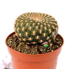 Sulcorebutia Arenacea-Altın Renk Dikenli Bordo Özel Tür Kaktüs-8,5 cm Saksıda