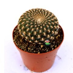 Sulcorebutia Arenacea-Altın Renk Dikenli Bordo Özel Tür Kaktüs-8,5 cm Saksıda