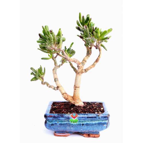 Bonsai, Crassula Ovata Gollum, Büyük Boy Mükemmel Form Kalın Gövdeli Minyatür Ağaç, Bonsai Bitki