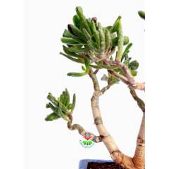 Bonsai, Crassula Ovata Gollum, Büyük Boy Mükemmel Form Kalın Gövdeli Minyatür Ağaç, Bonsai Bitki