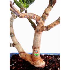 Bonsai, Crassula Ovata Gollum, Büyük Boy Mükemmel Form Kalın Gövdeli Minyatür Ağaç, Bonsai Bitki