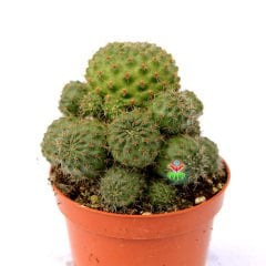 Rebutia Deminuta-Bol Bol Kırmızı Renk Çiçek Açan Özel Tür Kaktüs-8,5 cm Saksıda