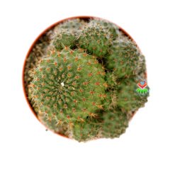 Rebutia Deminuta-Bol Bol Kırmızı Renk Çiçek Açan Özel Tür Kaktüs-8,5 cm Saksıda