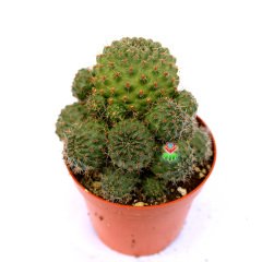 Rebutia Deminuta-Bol Bol Kırmızı Renk Çiçek Açan Özel Tür Kaktüs-8,5 cm Saksıda