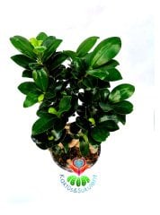 Feng Shui, Ficus Ginseng Bonsai -10 cm Saksıda- 30 cm Yükseklik