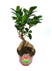 Feng Shui, Ficus Ginseng Bonsai -10 cm Saksıda- 30 cm Yükseklik