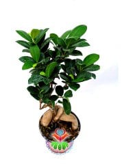 Feng Shui, Ficus Ginseng Bonsai -10 cm Saksıda- 30 cm Yükseklik