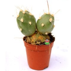 Tephrocactus (Maihueniopsis) Darwinii -Yuvarlak Formlu Özel Tür Kaktüs-5,5 cm Saksıda