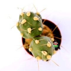 Tephrocactus (Maihueniopsis) Darwinii -Yuvarlak Formlu Özel Tür Kaktüs-5,5 cm Saksıda