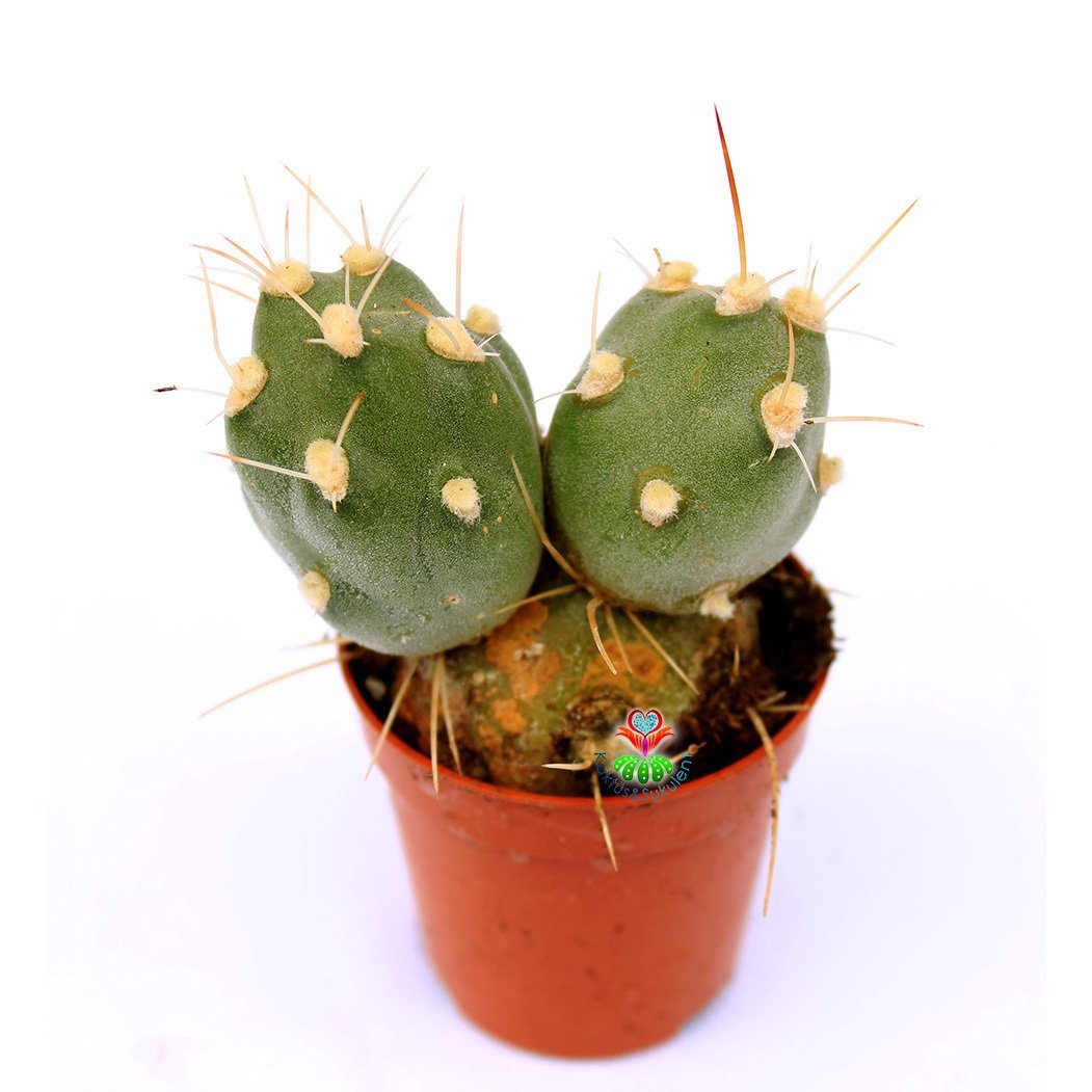 Tephrocactus (Maihueniopsis) Darwinii -Yuvarlak Formlu Özel Tür Kaktüs-5,5 cm Saksıda
