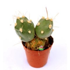 Tephrocactus (Maihueniopsis) Darwinii -Yuvarlak Formlu Özel Tür Kaktüs-5,5 cm Saksıda