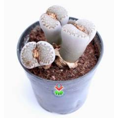 Dev Boy Lithops Dinteri Kahverenk-Nadir Tür Sarı Renk Çiçek Açar-10 cm Saksıda 3 lü Dev Lithops
