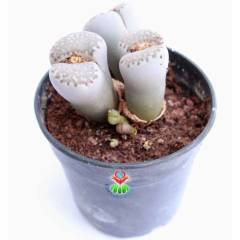 Dev Boy Lithops Dinteri Kahverenk-Nadir Tür Sarı Renk Çiçek Açar-10 cm Saksıda 3 lü Dev Lithops