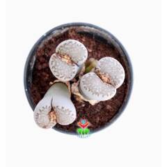 Dev Boy Lithops Dinteri Kahverenk-Nadir Tür Sarı Renk Çiçek Açar-10 cm Saksıda 3 lü Dev Lithops