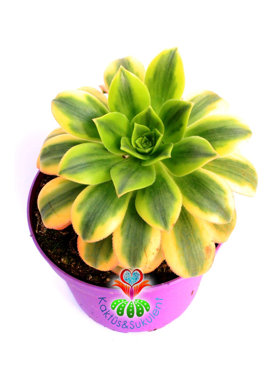 Aeonium Decorum Tricolor-Muhteşem Canlı Renkli Yapraklı-15 cm Saksıda
