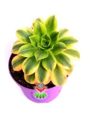 Aeonium Decorum Tricolor-Muhteşem Canlı Renkli Yapraklı-15 cm Saksıda