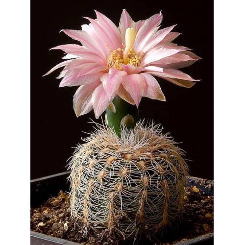 Nadir Tür Kaktüs, Gymnocalycium Bruchii var. Niveum, Nadir Tür Şuan Tomurcuklu- 5.5 cm saksıda-Kaktüs